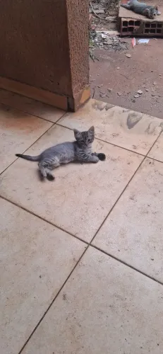 Doa-se gatinhos