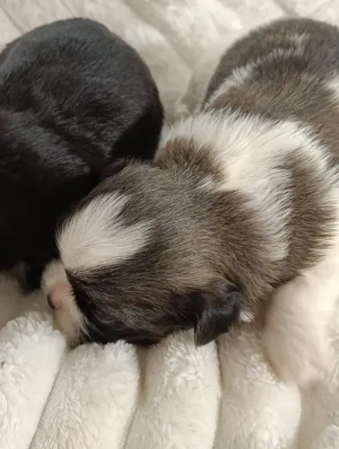 Shih tzu machinho
