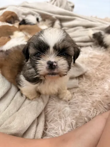 Filhotes de Shih Tzu Macho - Já Comendo Ração