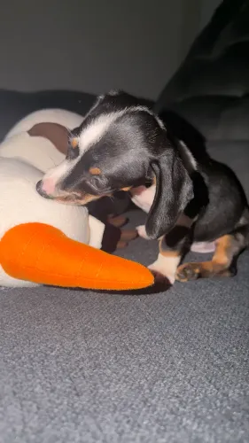 Dachshund FEMÊA / cofap/ salsicha 