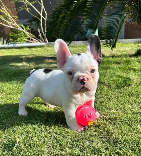 Bulldog francês