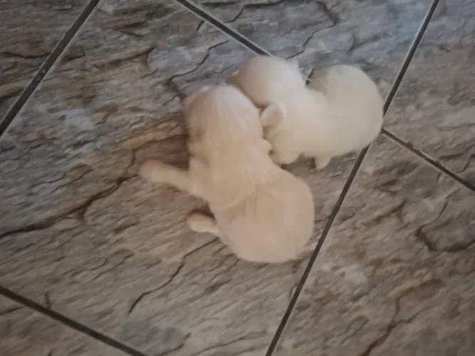 POODLE CASAL