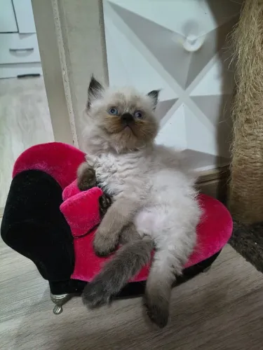 Fêmea Persa Himalaia 