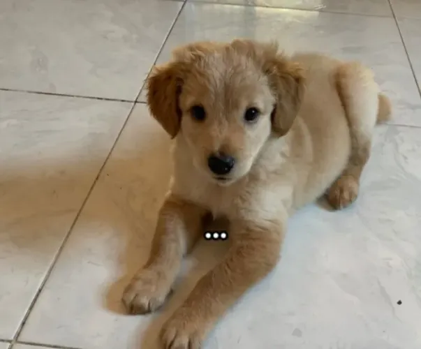 Golden com labrador fêmeas