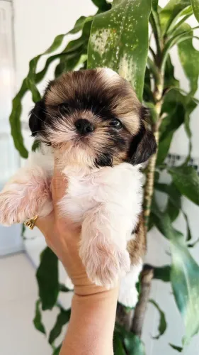 Shihtzu macho Padrão Baby face 