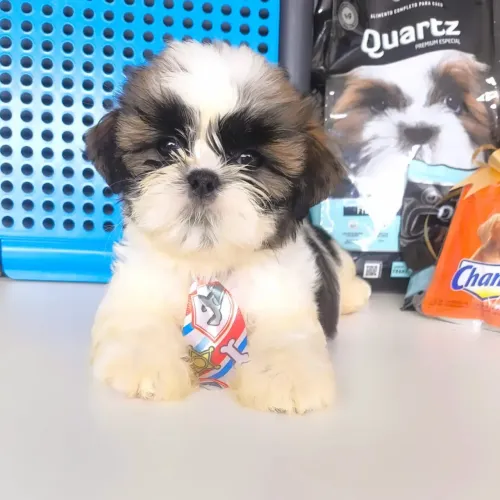 filhote de shih-tzu