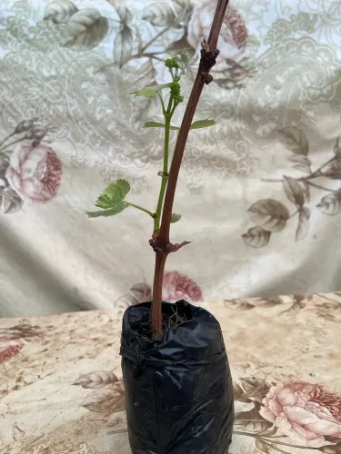 Frutíferas
