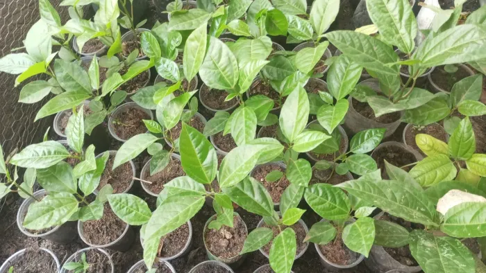 Mudas de maracujá 