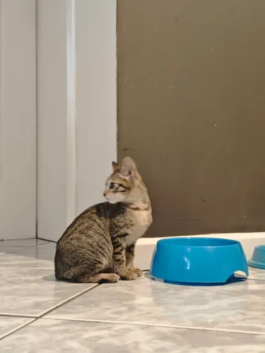 Gatinho para Adoção