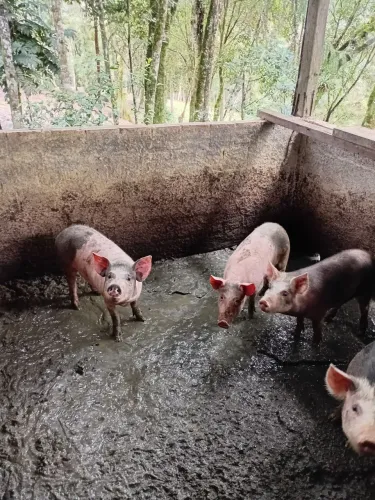 Vende se leitão 15 reais o kg