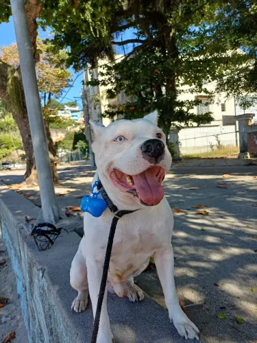 Adoção de pitbull