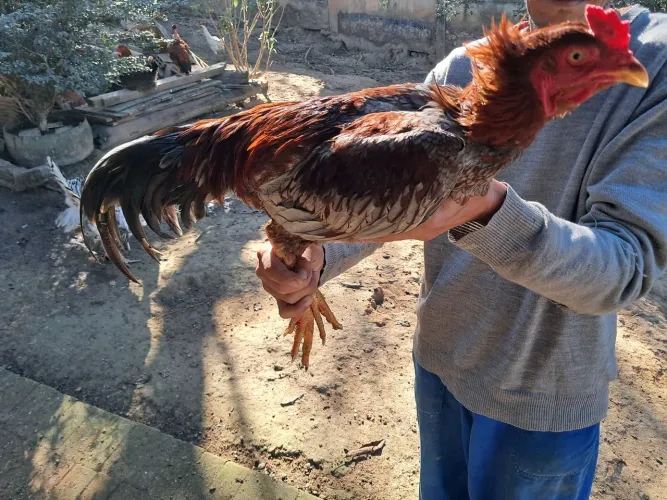 Frango