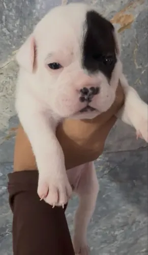 BULDOGUE FRANCÊS FÊMEA