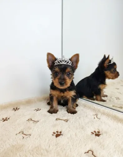 Princesa York Muito Fofa e Amorosa