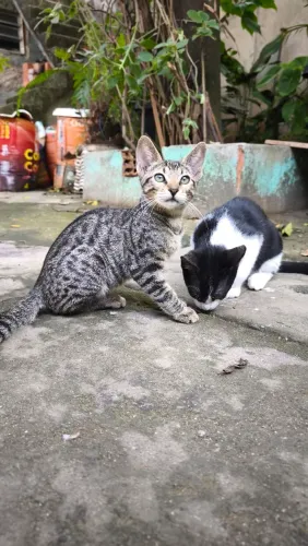 Precisamos de um lar com pessoas responsáveis que amam gatinhos...