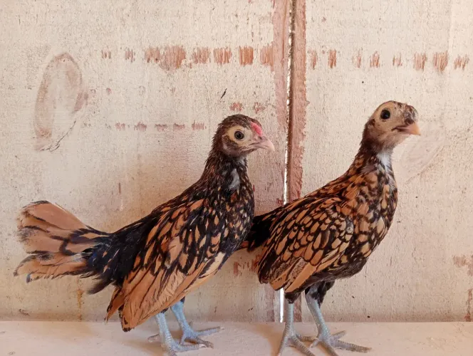 Pintinhos da raça Sebright dourado