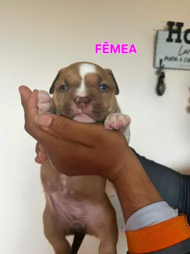 VENDO FILHOTES AMERICAN BULLY 
