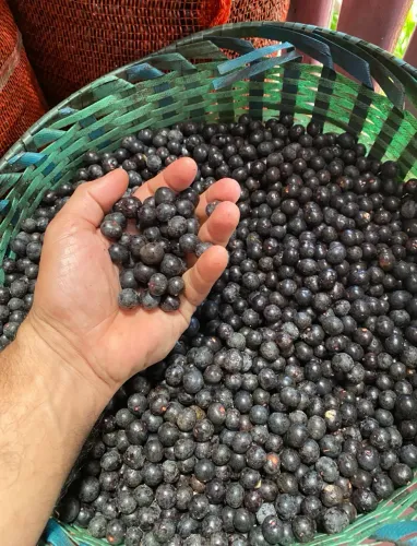 Açaí de qualidade (caroço)!