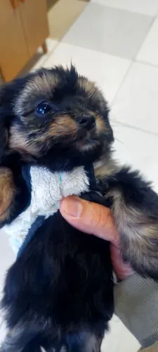 Vendo Lhasa lindo machinho 2 meses