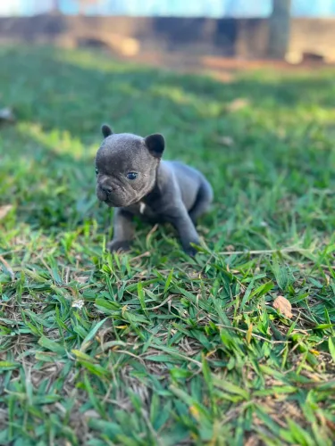 Buldog francês macho