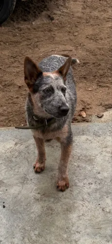 Vende-se cachorro boiadeiro australiano