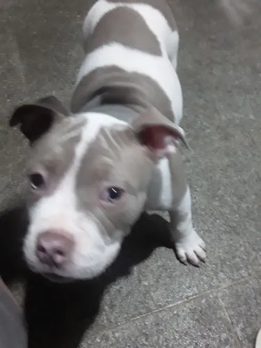 Vende se filhote de América bully macho