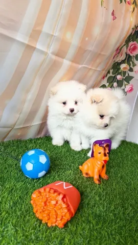 Lulu da pomerânia anão