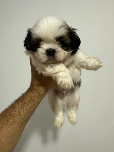 Animal