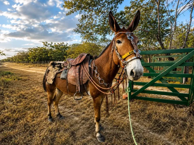 Burro de patrão