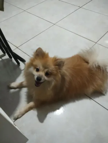 Vendo lulu da pomerania macho, 1 ano, não castrado!!!