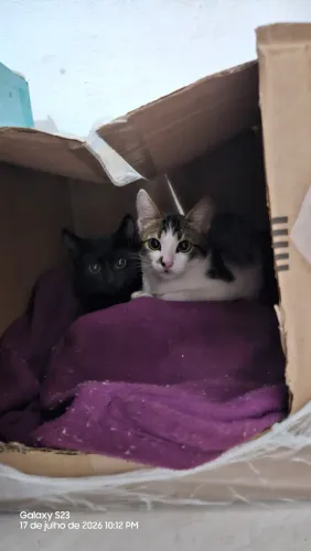 Gatos para adoção responsável