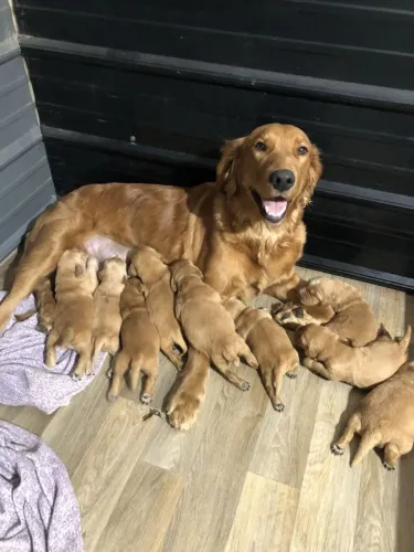 Cachorrinhos