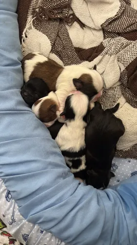 Filhotes Shihtzo lhasa Apso
