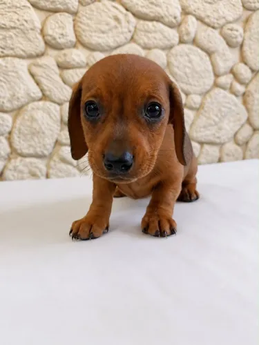 Daschshund