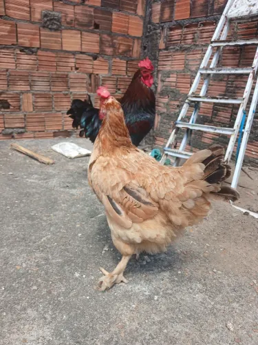 Casal de Brahma