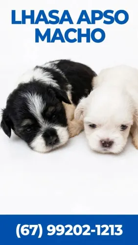 Lhasa apso macho