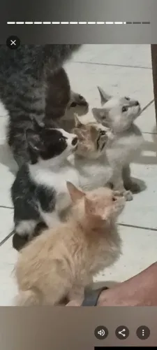 Doa-se gatos fêmea 