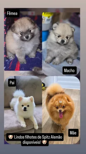 Vendo Lulu da Pomerânea (Spitz Alemão)