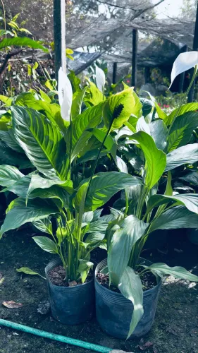 Lírio da Paz Adulto com Flores | Spathiphyllum
