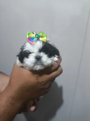 Shih Tzu lindos filhotes disponíveis agora