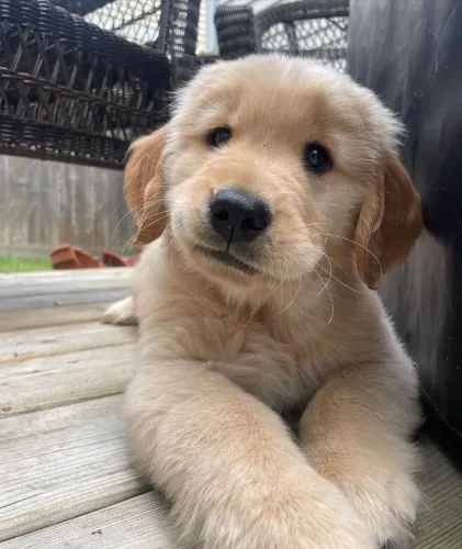 Filhote Golden Retriever, Seu coração nunca mais será o mesmo depois desses filhotes!