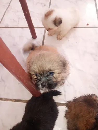 Cachorros Ihasa  Apson 
