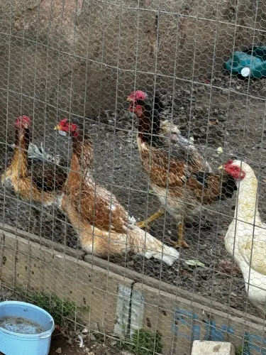 Galo e Galinhas Índias 