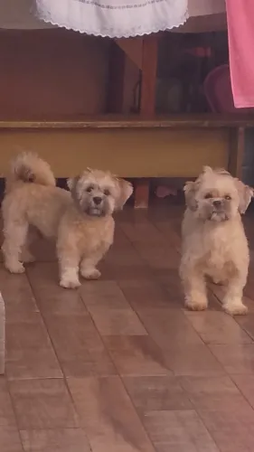 Cachorro