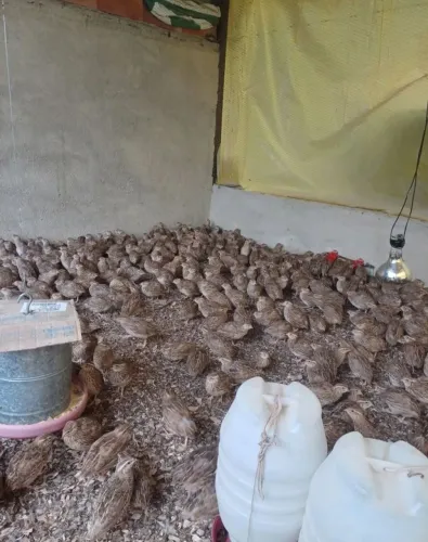 Codornas japonesas para alta produção