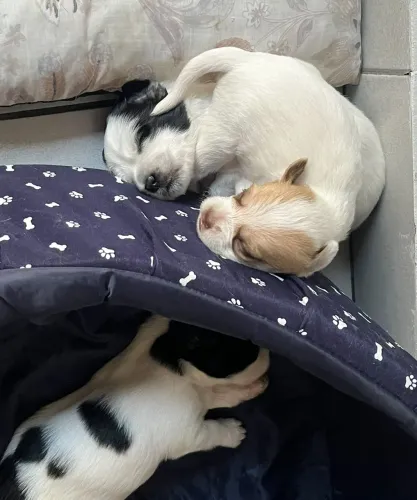 Doando/doacao cachorro 