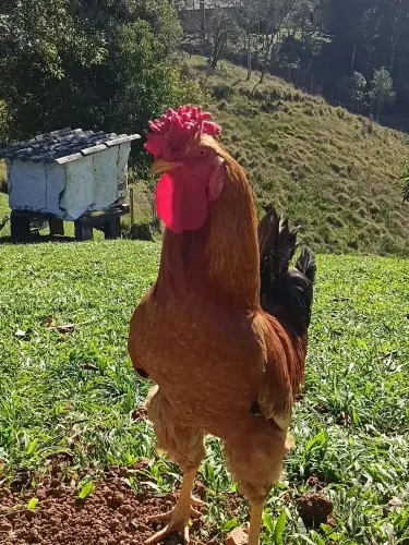 Galo Caipira 