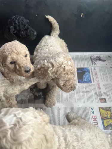 Filhotes de poodle gigantes 