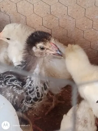 Pintinhos mestiços de brama 