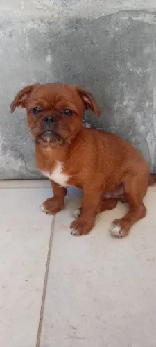 Doação cachorro macho 3 meses